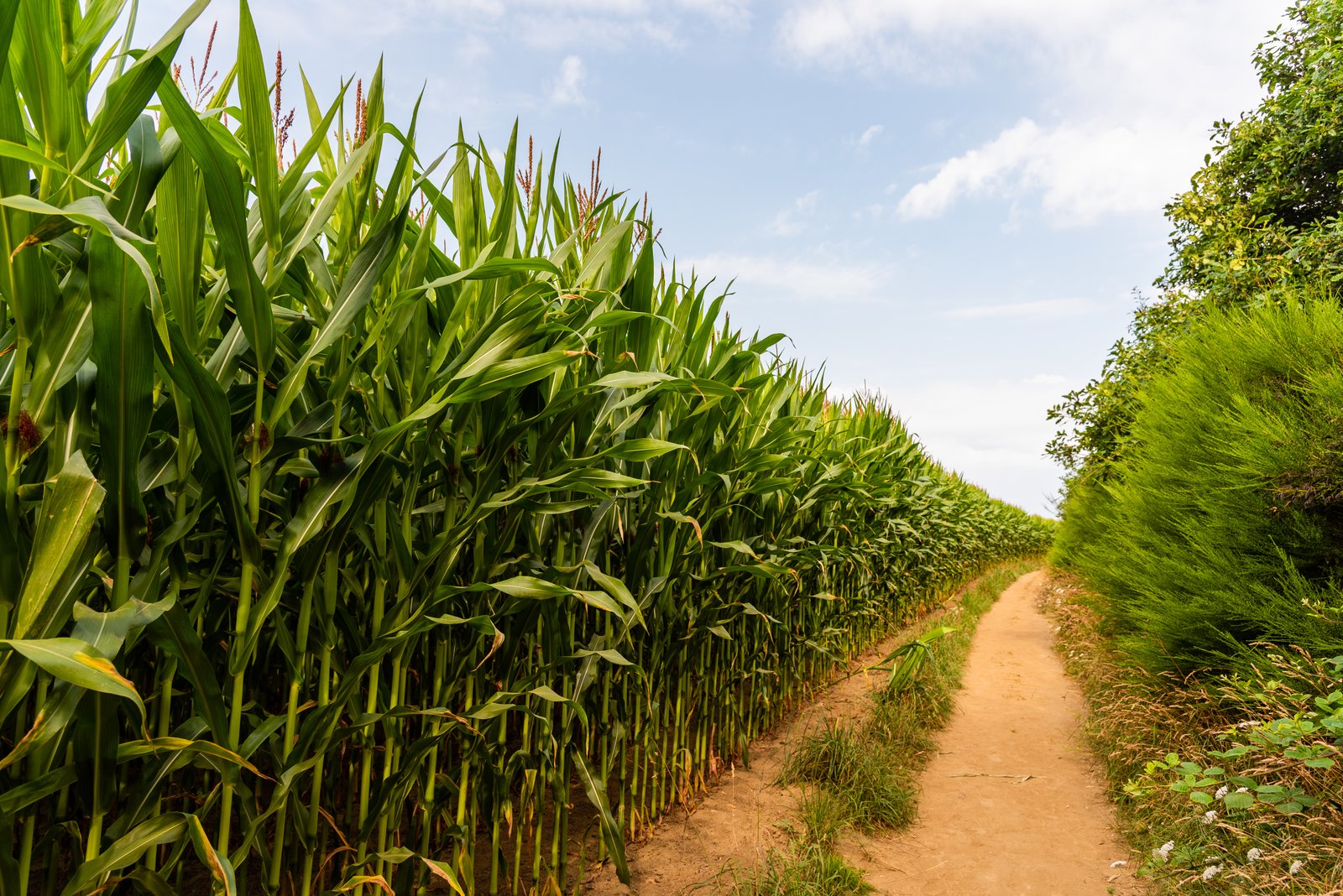 UP's export chain extends from sugarcane fields to international markets; export policy transforms the landscape