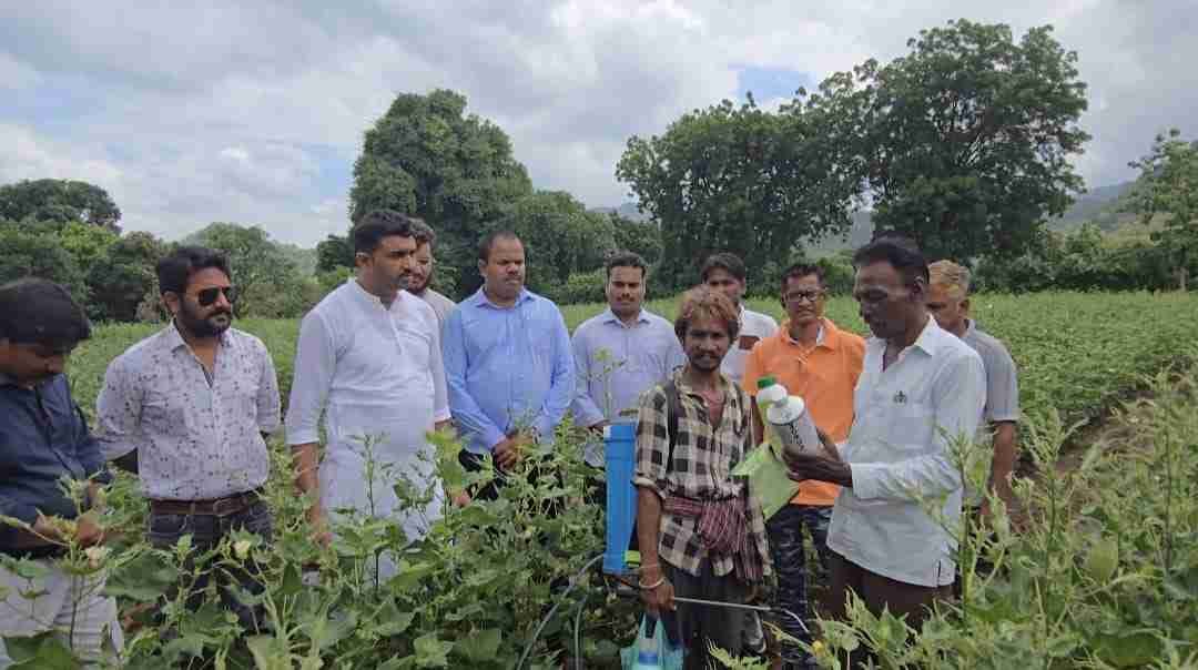 Cotton Crop Destroyed in Narmada District After Spraying Suspected Fake Pesticide: Niranjan Vasava