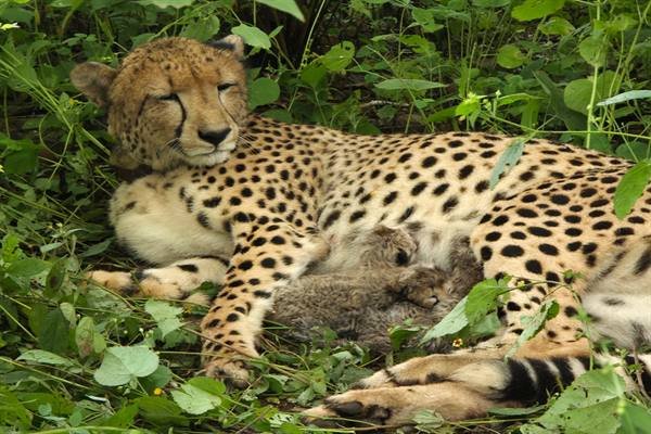 Kuno Comes Alive Again—Cheetah KGP12 Gives Birth to 4 Cubs