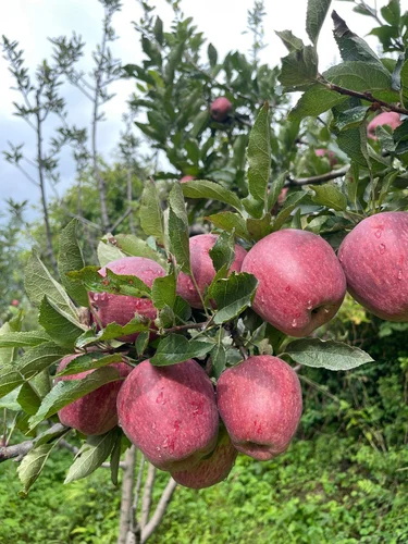 HPMIS portal brought transparency in procurement of apples :CM