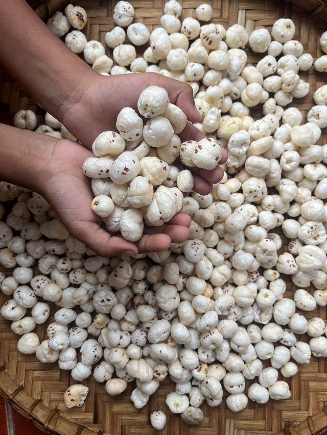 APEDA Facilitates Export of Bihar’s Makhana from Purnea to Greece