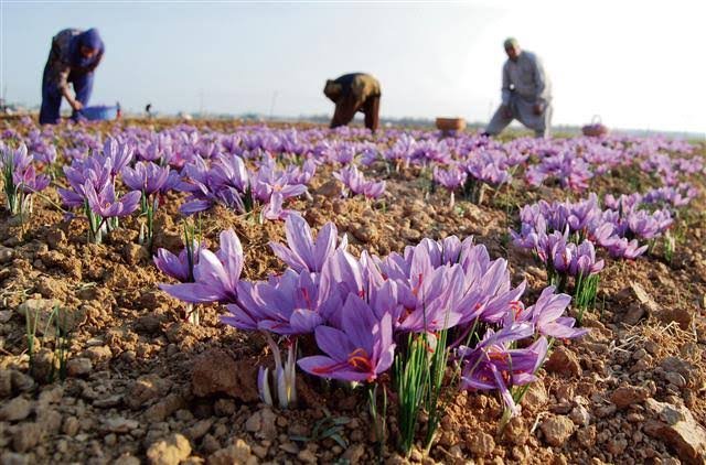 Ladakh Launches First-Ever Saffron Cultivation Pilot Project