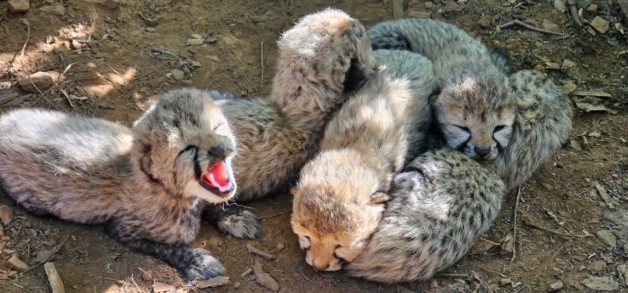 Indian-born Cheetah gives birth to 5 Healthy Cubs at Kuno National Park; India’s Cheetah Population reaches 60