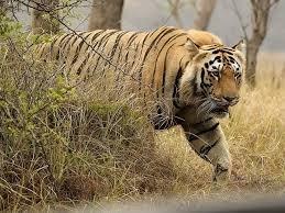 Kanha is Asia’s Largest National Park, Visit It Atleast Once to Witness Natural Wildlife: CM Dr. Yadav