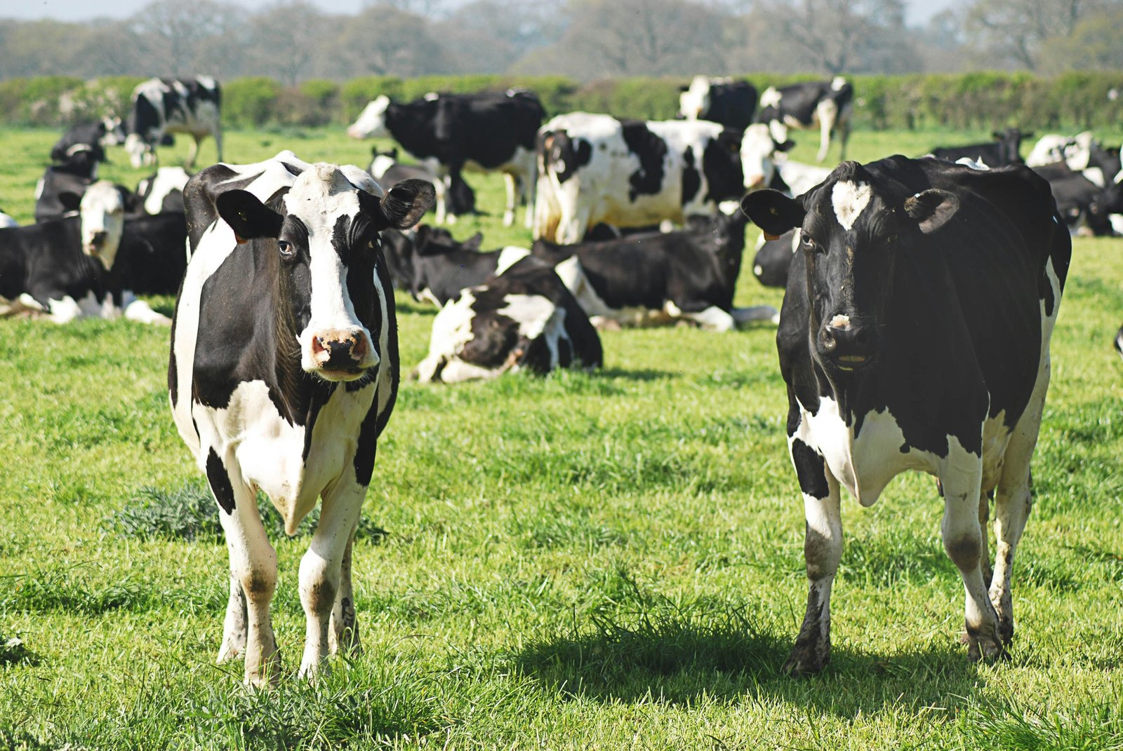Madhya Pradesh to Become India’s Milk Capital: CM Dr. Yadav