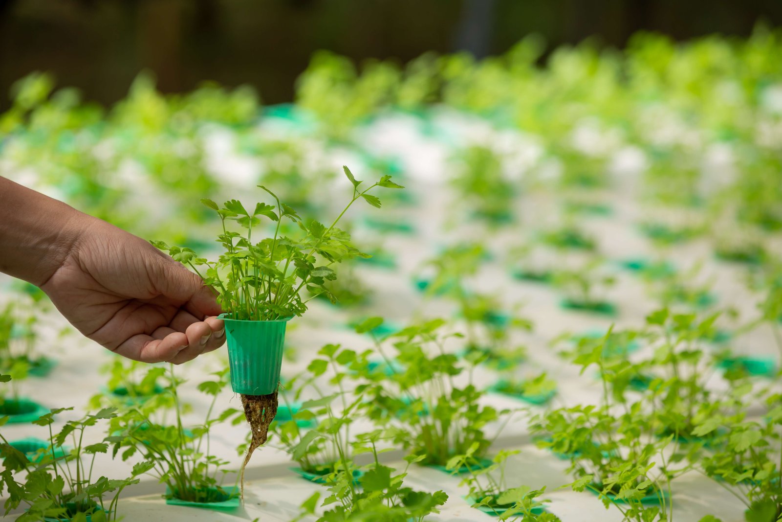 Natural farming to transform rural economy; up plans to develop Natural Farming Districts