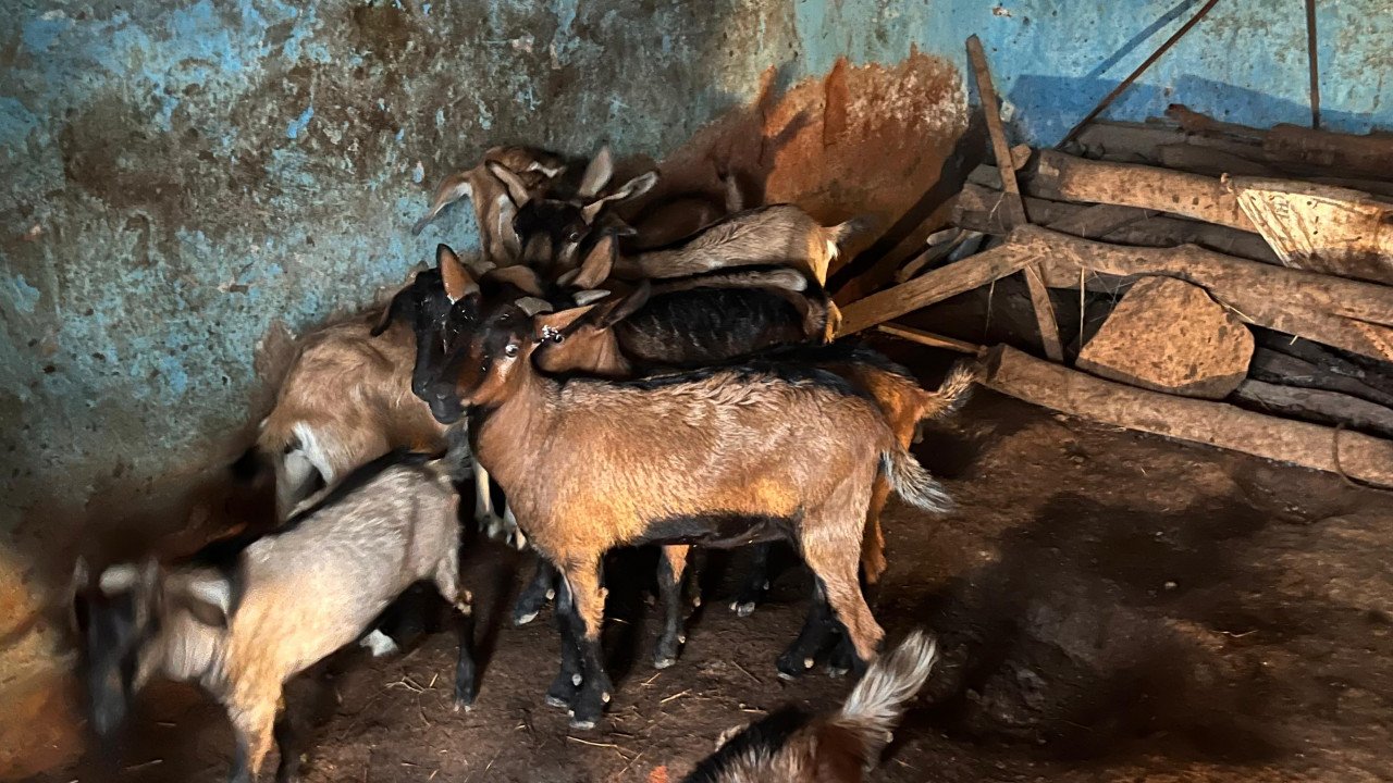 Bihan and Pradhan Mantri Mudra Yojana Help Savita Rajak Realise Her Dreams; Earns ₹10,000 a Month from Goat Rearing