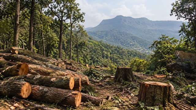Aditya Thackeray to Visit Karjat Over Tree Felling for Torrent Power Project