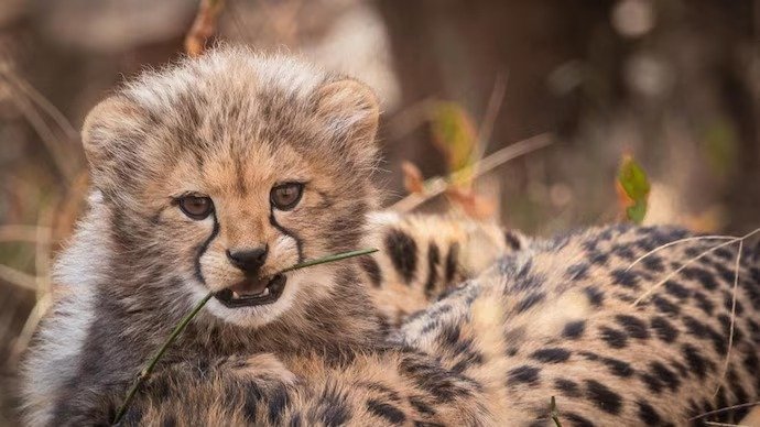 Injured Cheetah KNG22 Dies; Joint STF of Forest and Police Officials Constituted