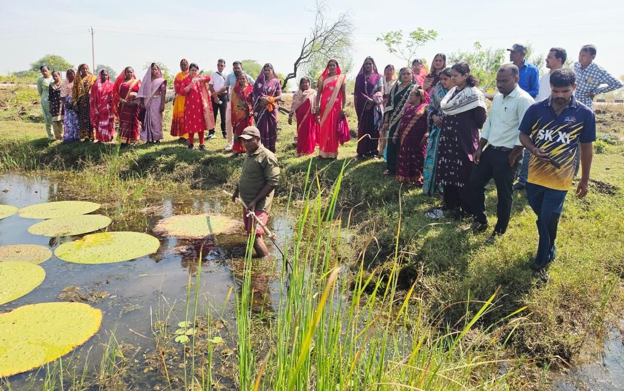 Makhana Cultivation Brings New Hope for Self-Reliance Among Rural Women in Chhattisgarh