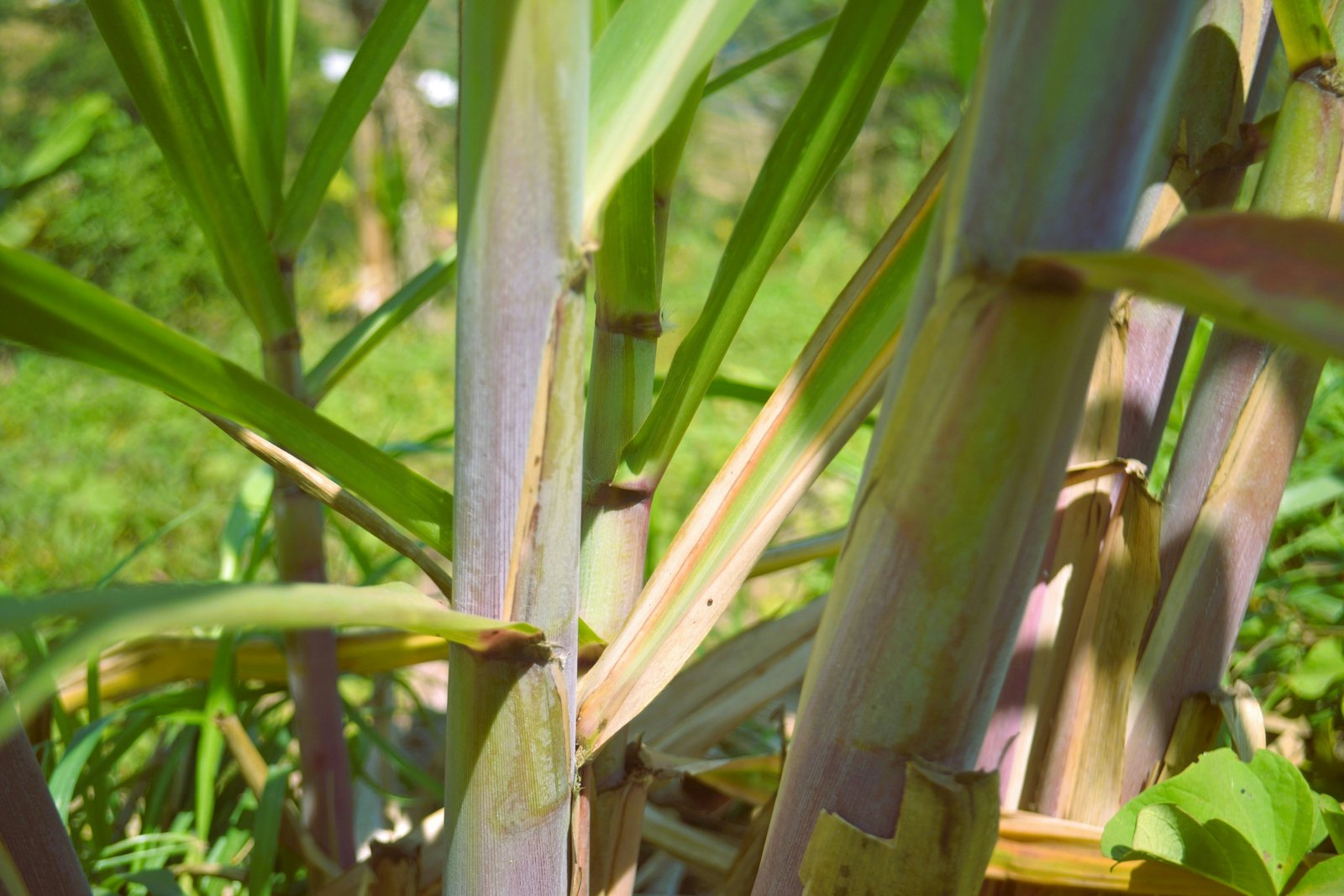 Haryana CM Nayab Singh Saini Announces Major Hike in Sugarcane Prices, Farmers to Get Rs. 35 More per Quintal Over Two Years