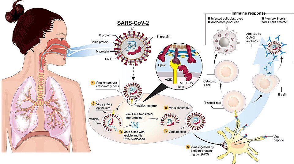 AIIMS Study Finds No Link Between COVID-19 Vaccination and Sudden Deaths in Young Adults